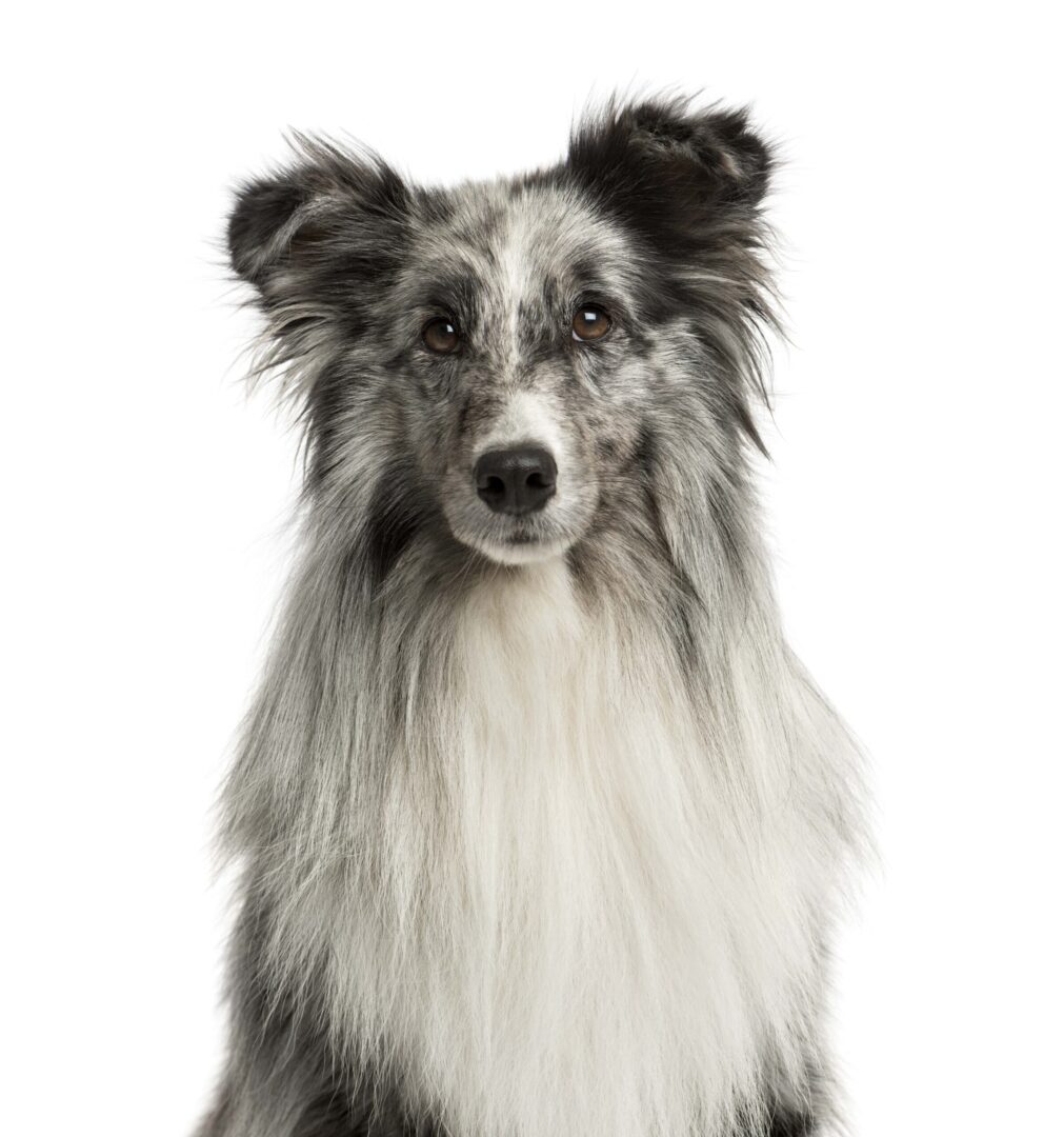 Sheltie