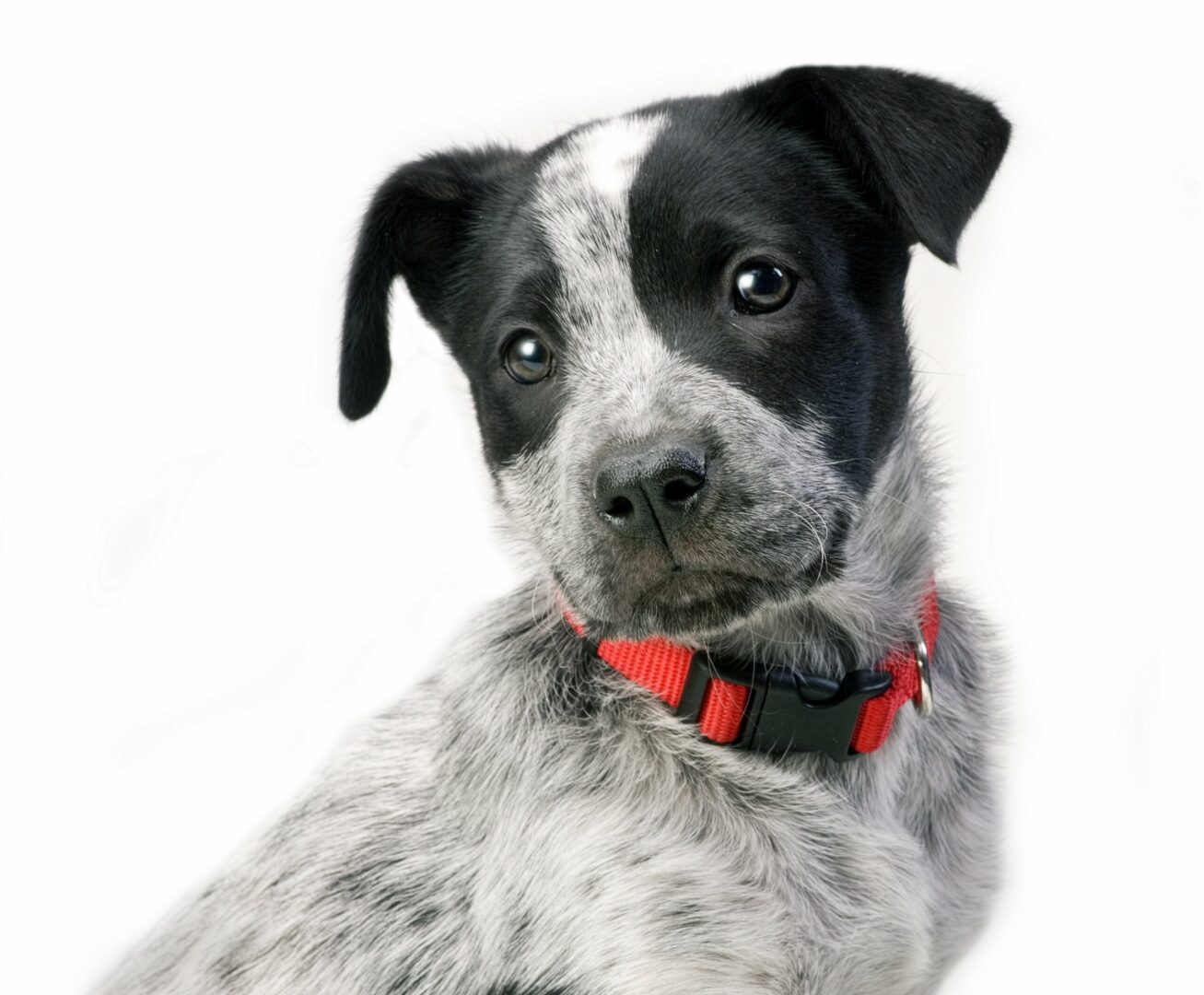 Blue Heeler