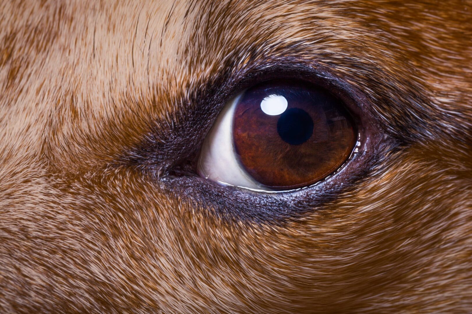 Iris Cyst in Dogs