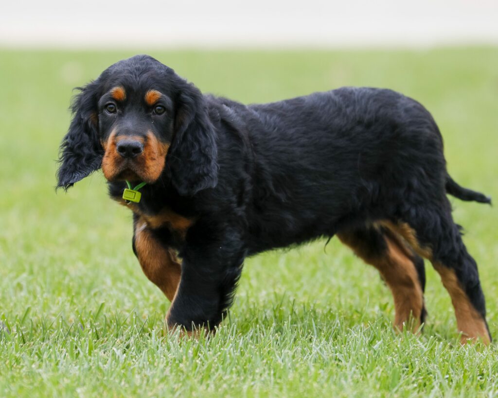 Breed Of The Week The Gordon Setter Video Simply For Dogs