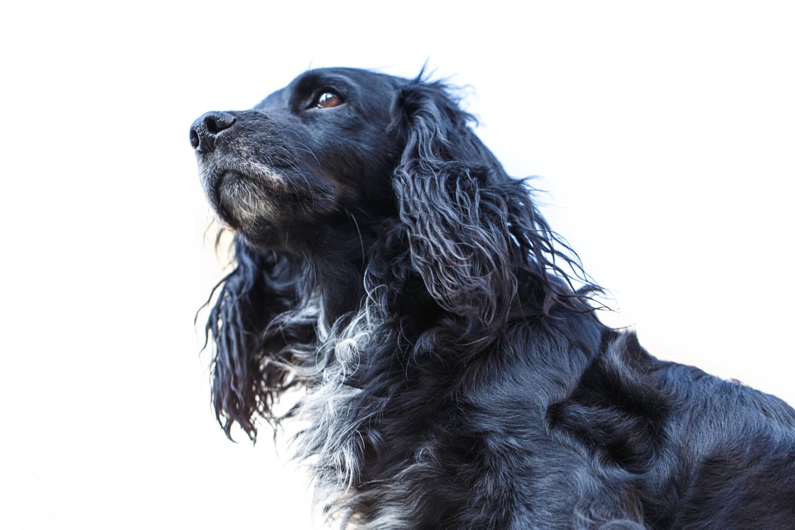 American Water Spaniel