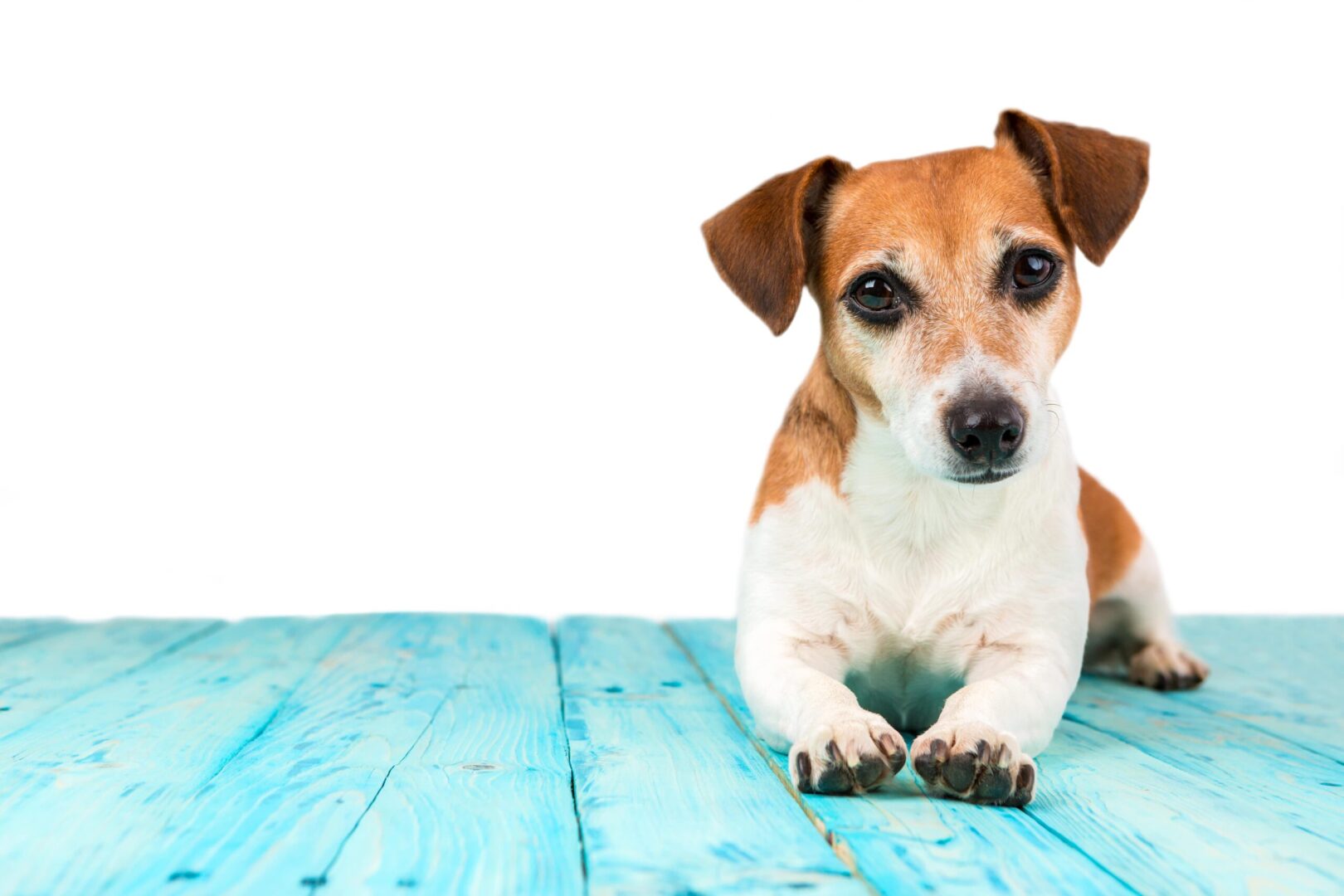 how-to-help-a-dog-with-bad-gas-fast-controlling-tips-simply-for-dogs