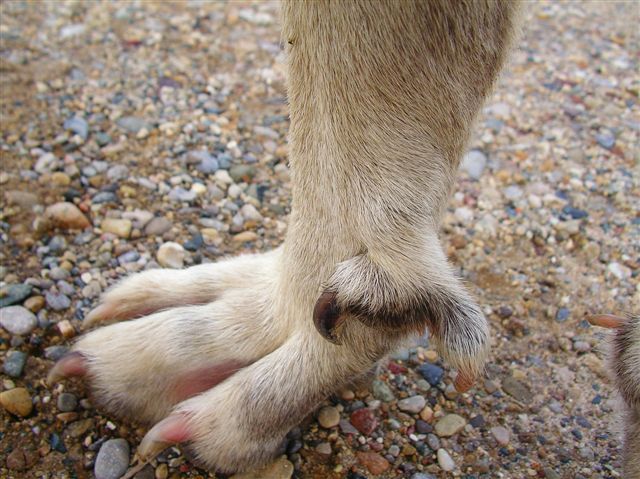 clipping dew claws