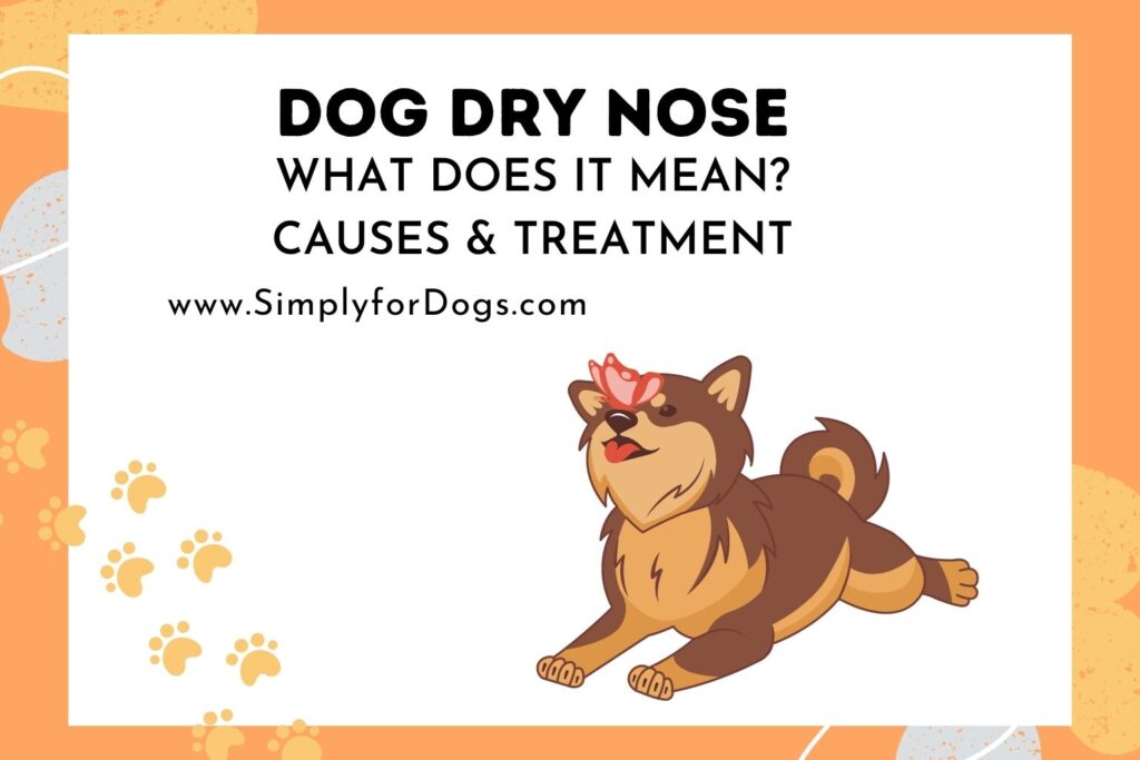 Dog Dry Nose (Reasons and Remedies) - Simply For Dogs