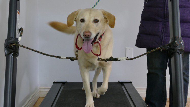 Dog Treadmill Reviews