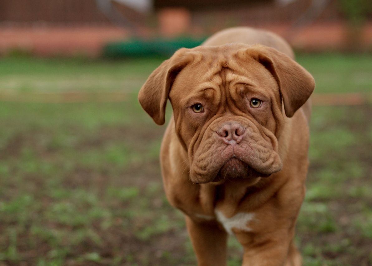 Dogue de Bordeaux