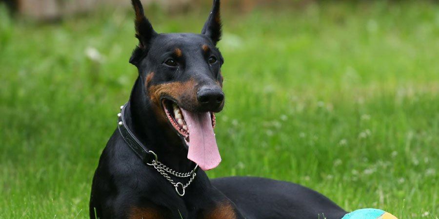 German Pinscher