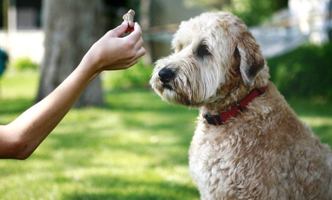 deaf dogs hand signal for come