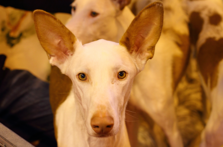 Ibizan Hound