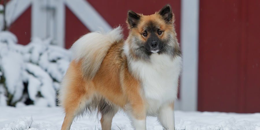 Icelandic Sheepdog