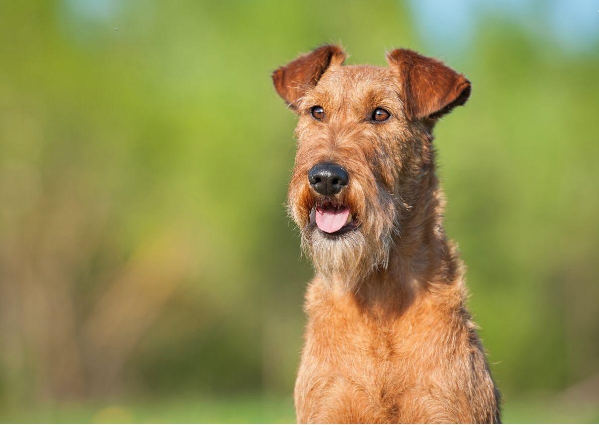 Irish Terrier