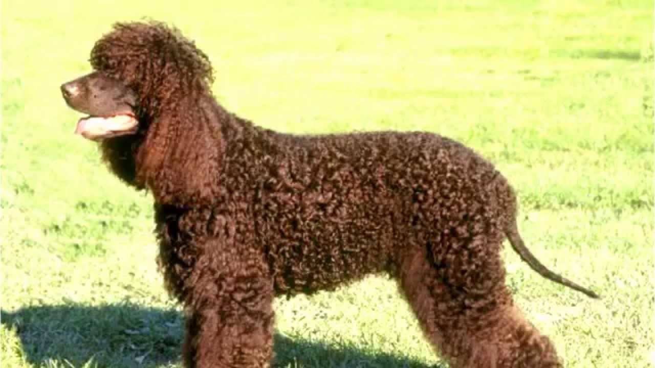 Irish Water Spaniel