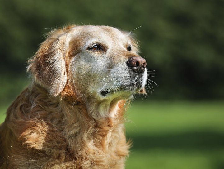 Mastocytoma in Dogs