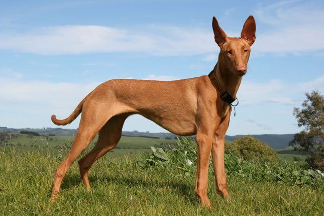  Pharaoh Hound