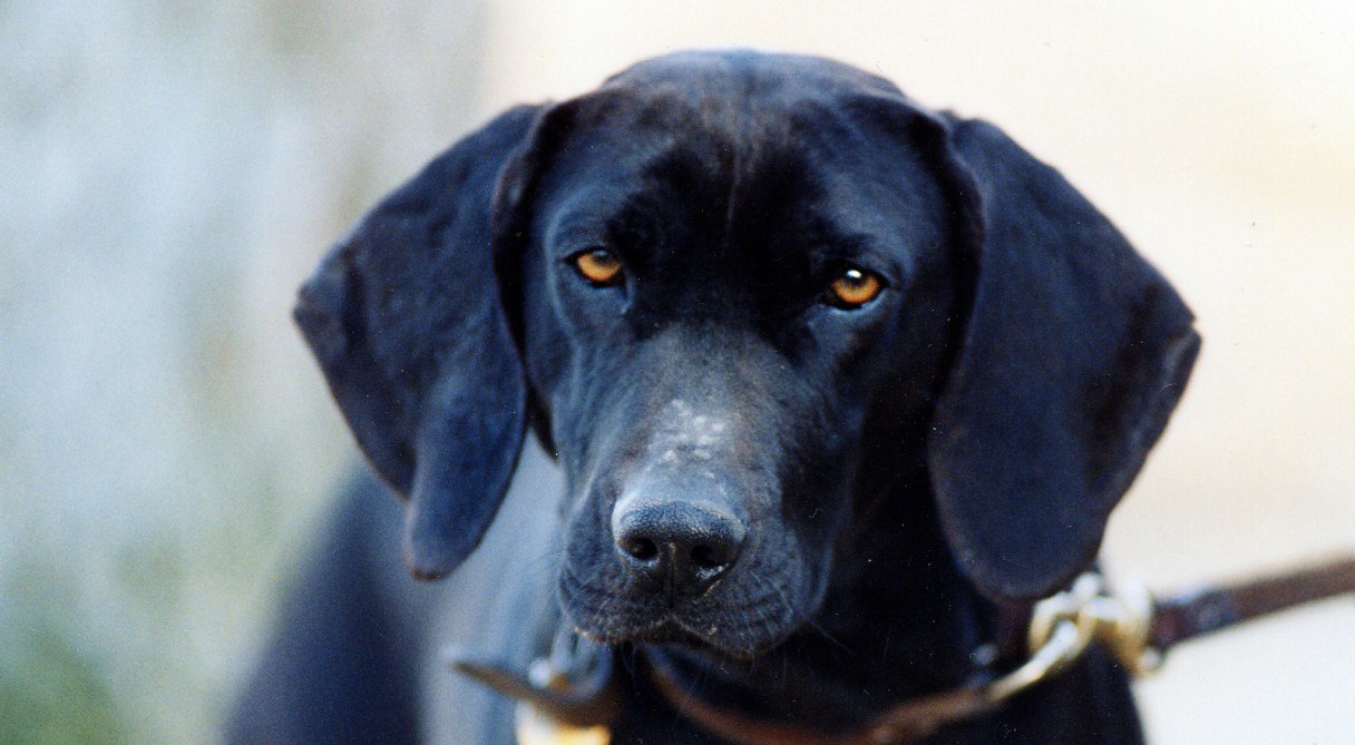 Plott Hound