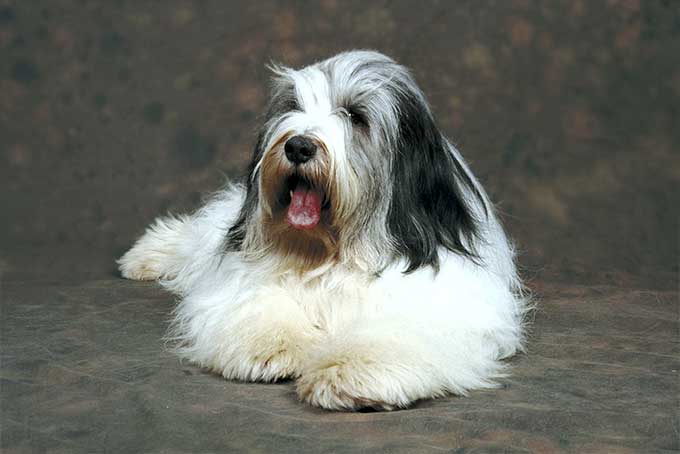 Polish Lowland Sheepdog