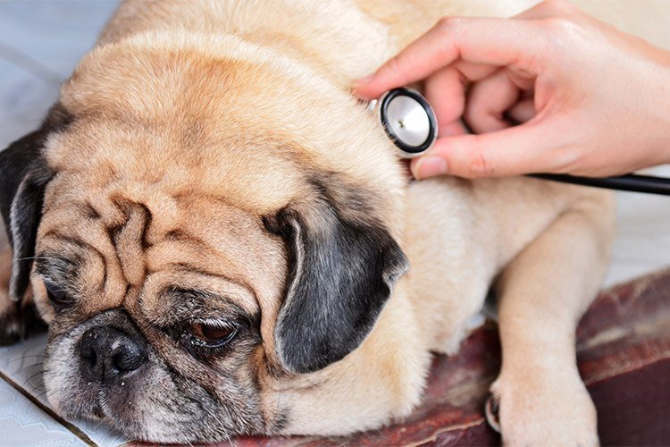 Pug Health