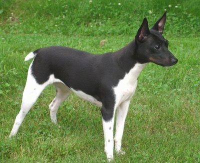 Rat Terrier