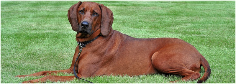 Redbone Coonhound