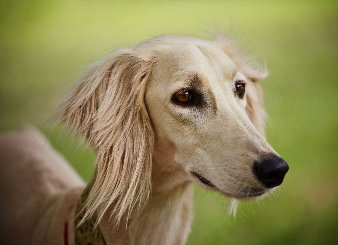 Saluki