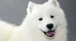 Samoyed