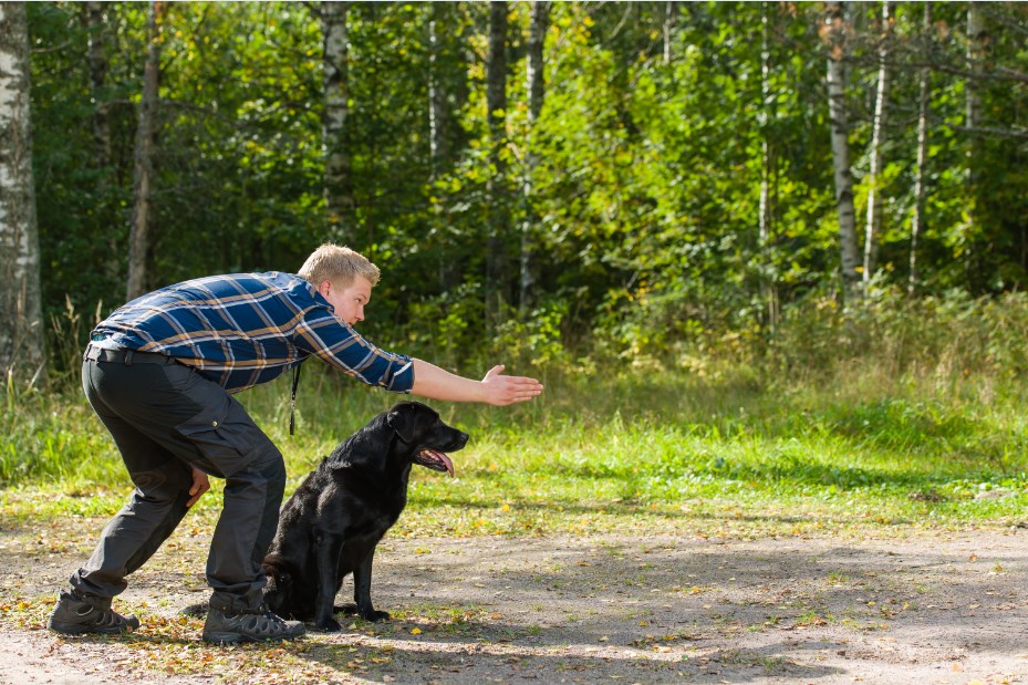 Canine Spondylosis