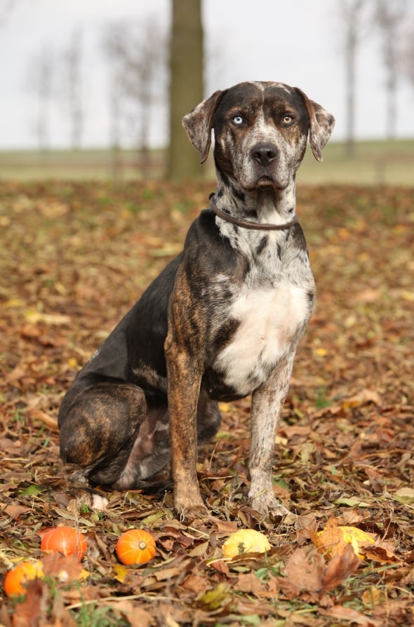 Catahoula Leopard Dog