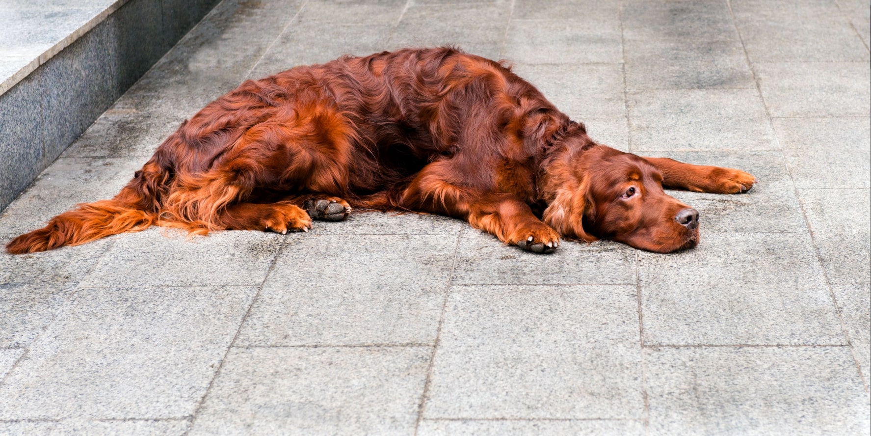 Irish Setter