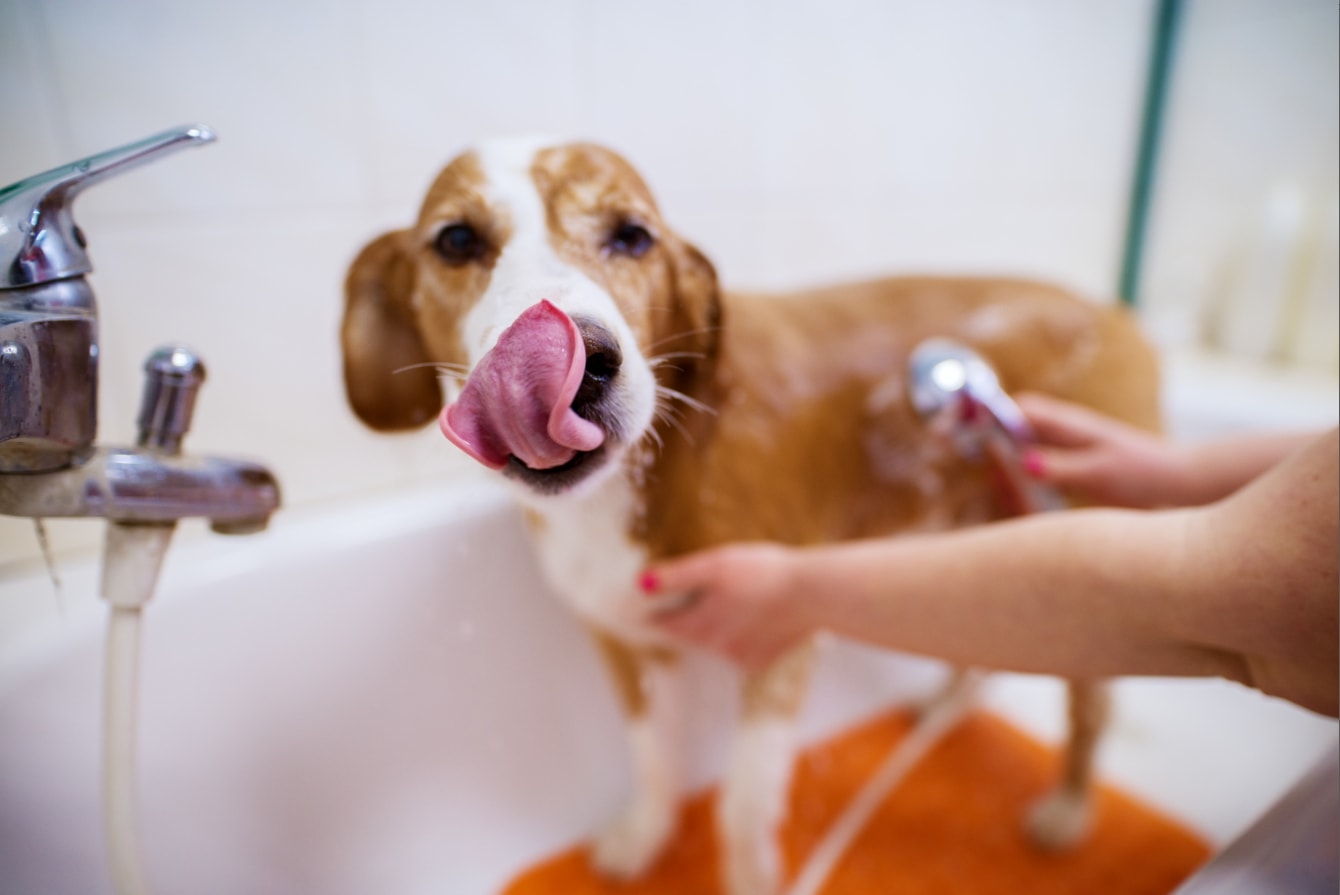 Dog Bathroom