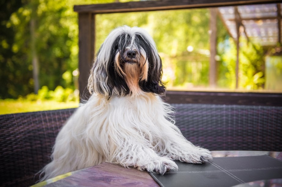 Tibetan Terrier