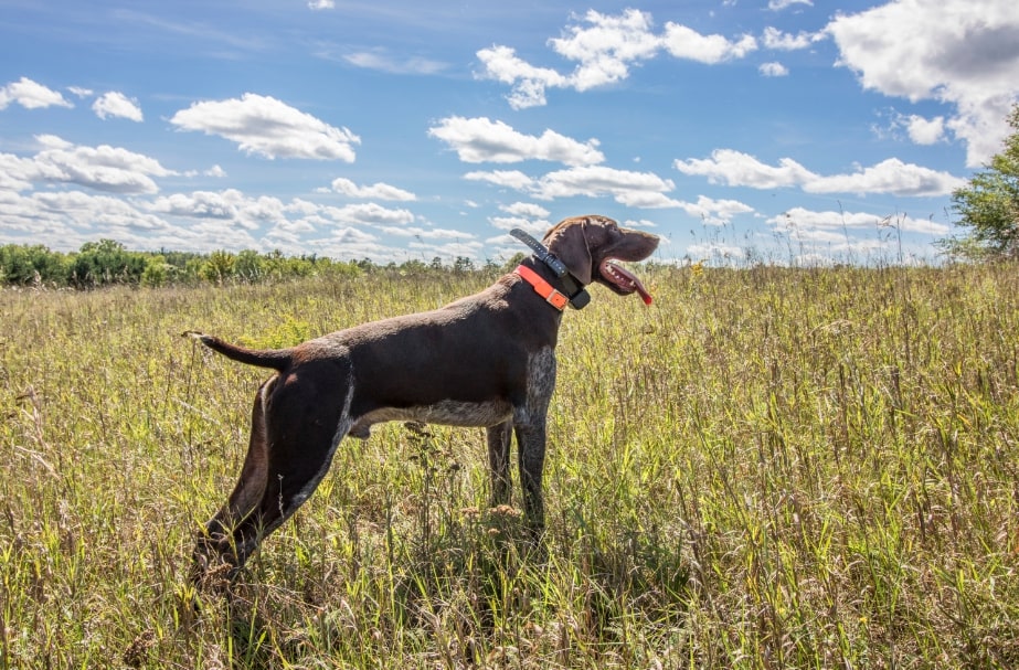 Bluetick Coonhound