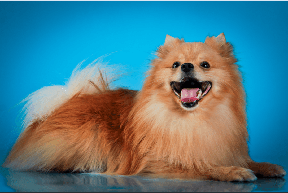 retired pomeranian for sale
