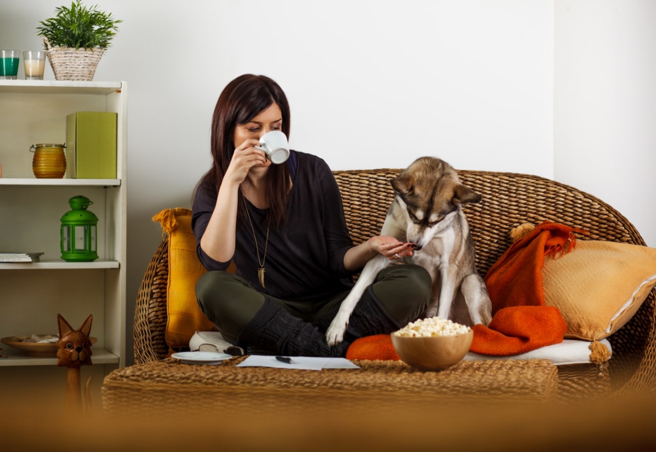 Dog-Friendly Apartment (Detailed Information) - Simply For Dogs