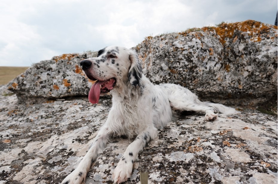 Irish Red and White Setter