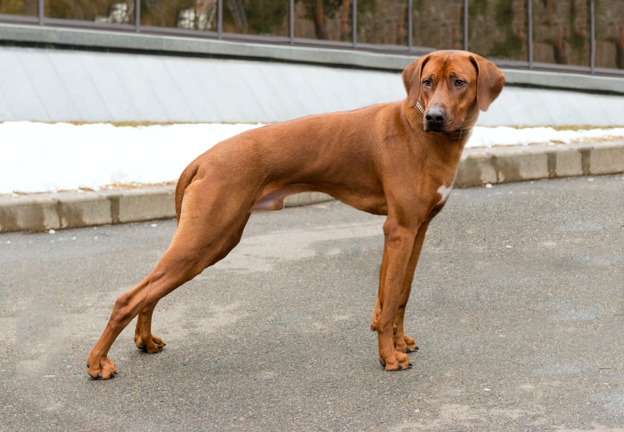 Rhodesian Ridgeback