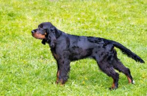 Gordon Setter