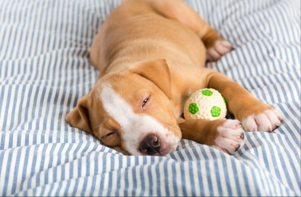 11 Best Toys for Pit Bulls (Are They Safe? Simply For Dogs