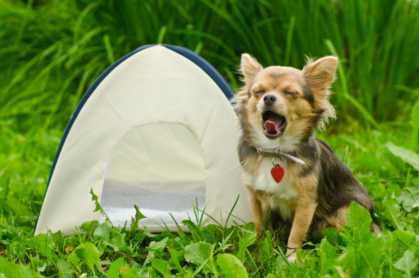 Dog Camping