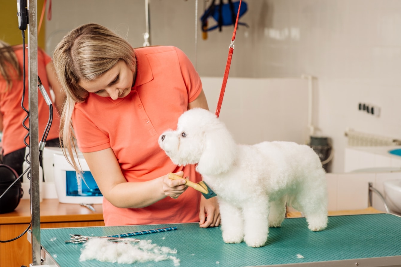 Dog Shedding