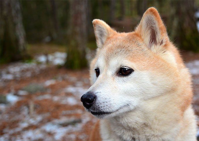 Shiba Inu