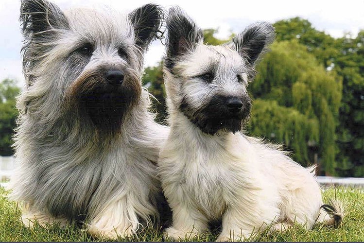 Skye Terrier