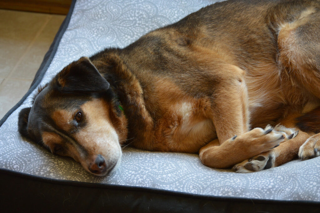 Poison Ivy Rash on Dogs (Video) Simply For Dogs