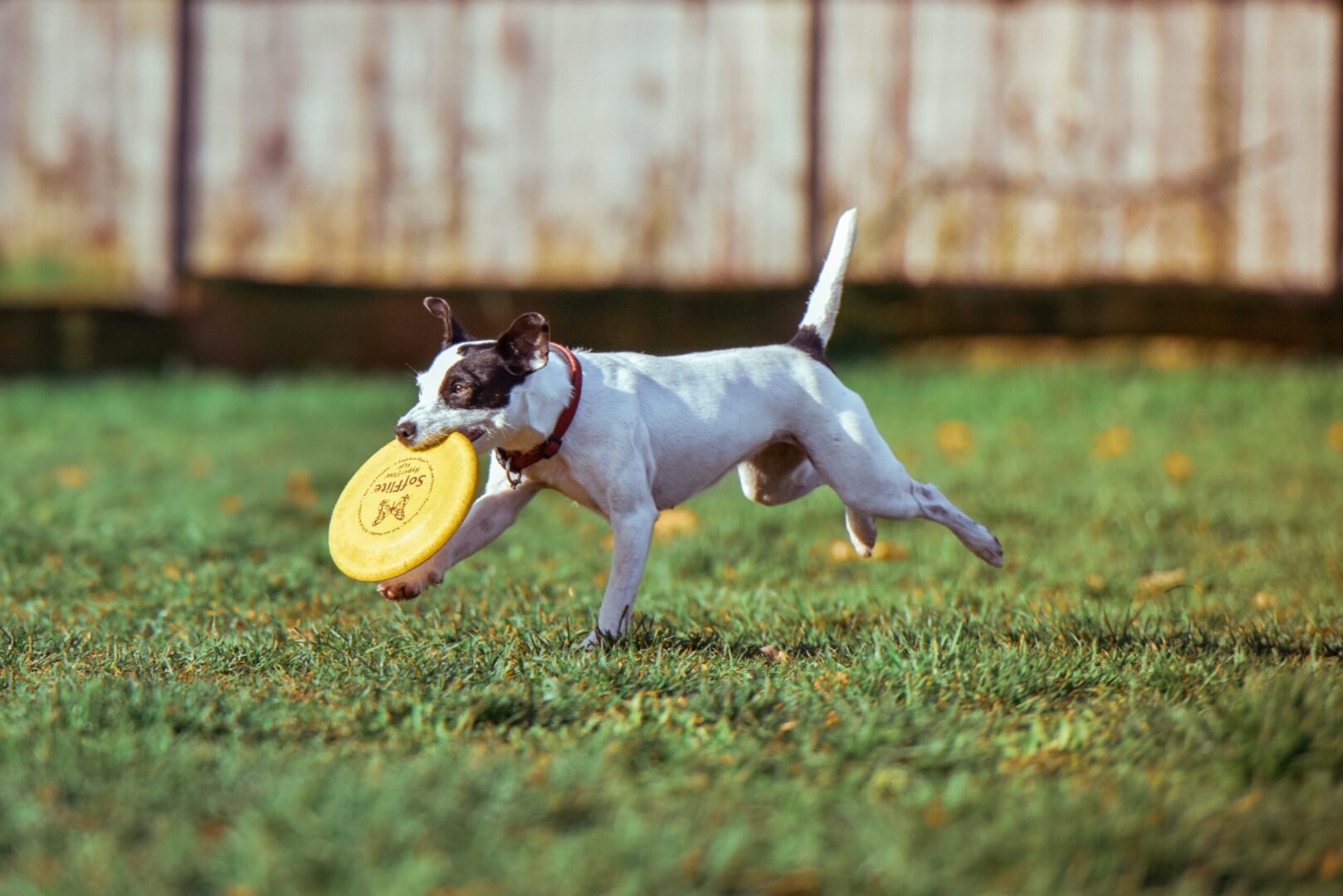 Alleviate Dog Boredom