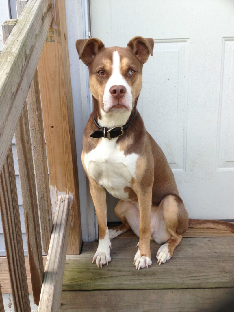 Pondering a Pitsky? Here's What You Need to Know (Video) - Simply For Dogs
