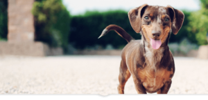 Dog Background 36 udk2uy
