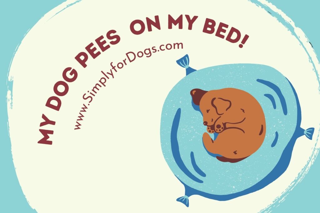 my-dog-pees-on-my-bed-why-what-to-do-simply-for-dogs