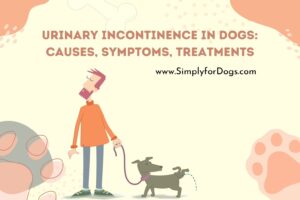 Urinary Incontinence In Dogs: Causes, Symptoms, Treatments - (Ultimate ...