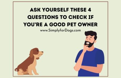 Ask Yourself These 4 Questions to Check if You’re a Good Pet Owner