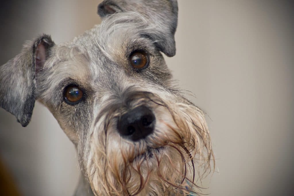 Miniature Schnauzer Dog Breed Colors, Health Temperament, Lifespan