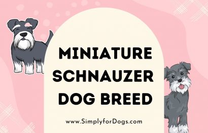 Miniature Schnauzer Dog Breed